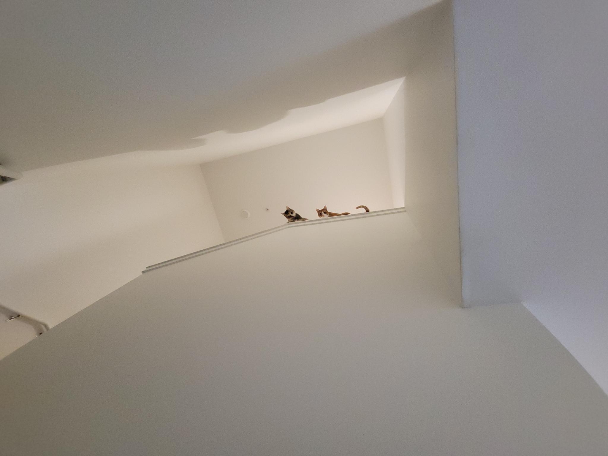 A view from the stairwell of our apartment. Two cats are perched on the ledge.