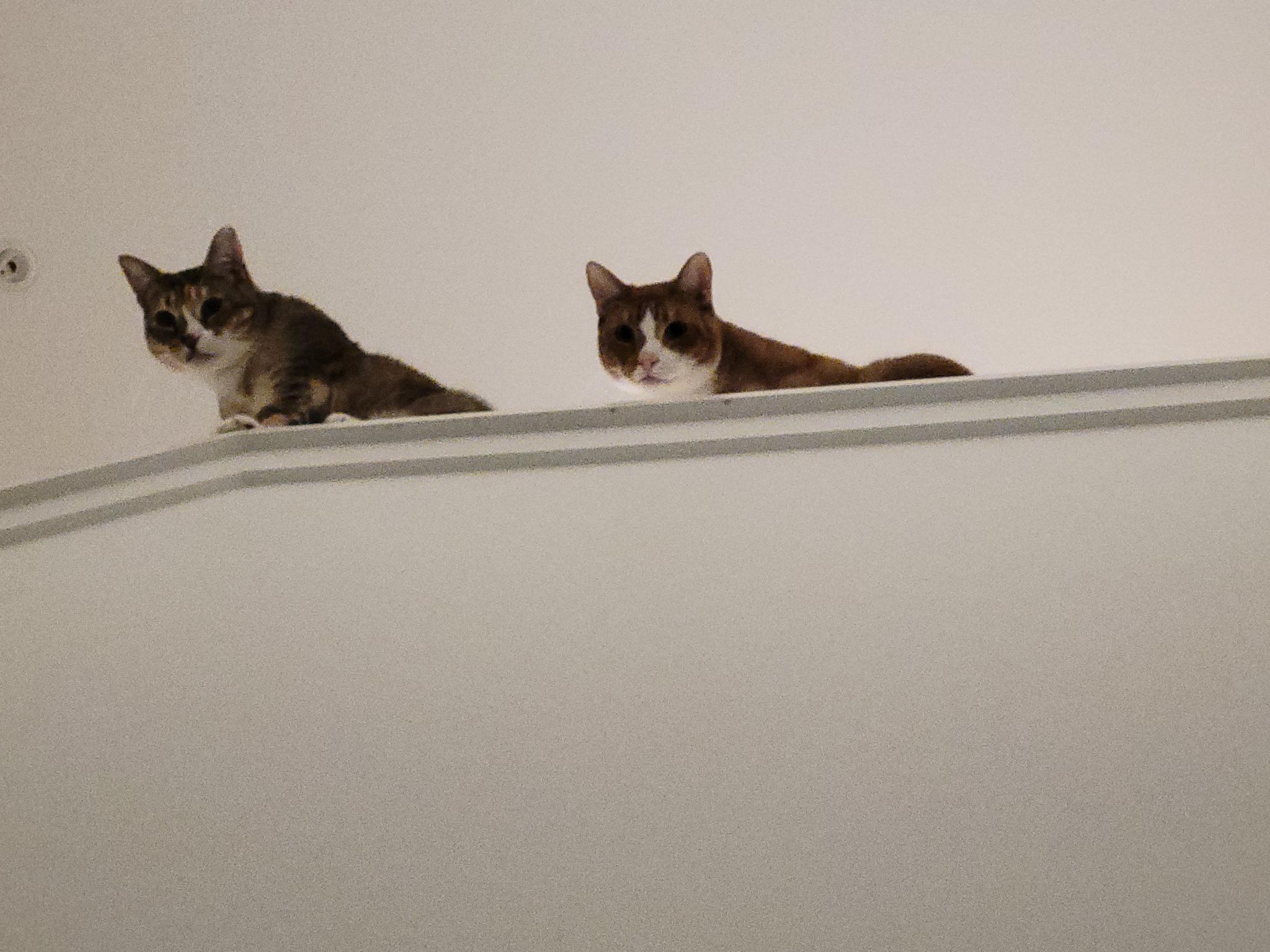 A zoomed in version of the previous image, both cats are peering curiously over the edge.